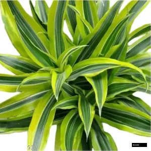 Dracaena Darasing Plant