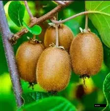 Kiwi Row Ready To Fruit Varaity