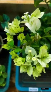 Green Apple Bougainville Bougainvillea