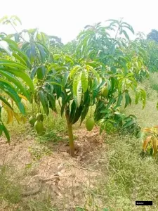 Tjc Mango All Time