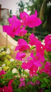 Chilli Pink (rooted) Bougainvillea