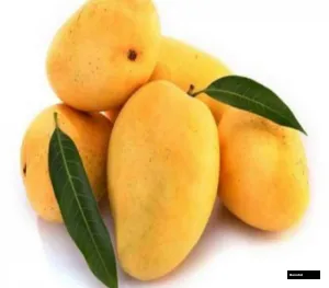 Tjc Mango All Time