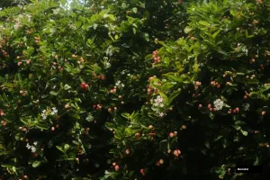 Mirackle With Fruit Or Flower
