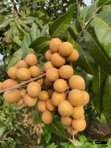 4 Season Langhan Tree