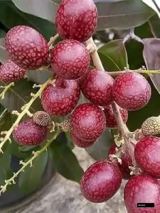 Rubi Langhan Live Plant