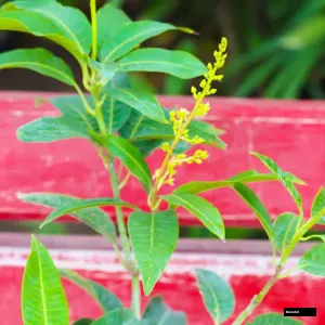 Baganpalli Mango