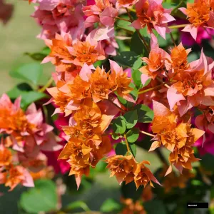 Roseville Delight Bougainvillea Plant