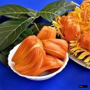 Pink Jackfruit Alltime Plant