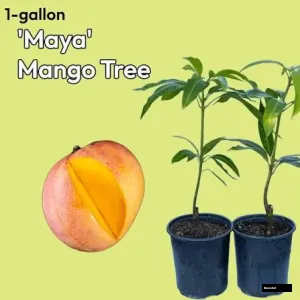 Maya Mango Plant