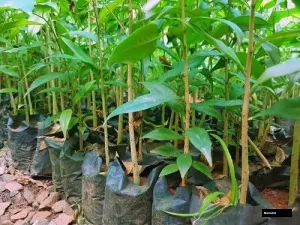 Agarwood Plant - Oudh