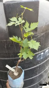 Runway Grape Cutting Plant