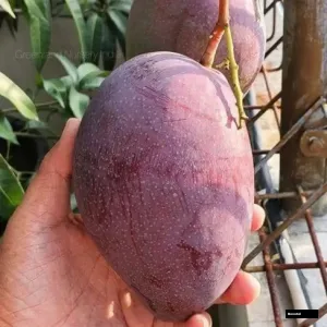 King Of Chakapat Mango Grafted