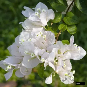 Glabra White Bougainvillea