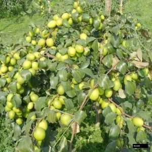 Apple Berry