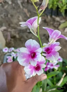 Two Tone #2060 (seedling)