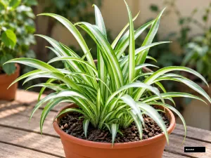 Healthy variegated spider plant with green and white striped leaves growing in a terracotta pot.