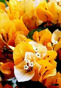 California Gold Bougainvillea Plant