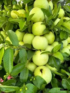 Dhudhe Khaja Goava Plant
