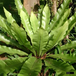 Birds Nest Fern Plant