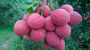 Chakapat Litchi Plant