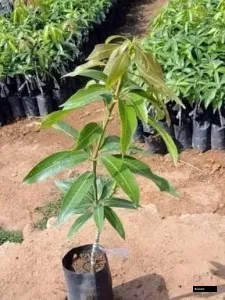 Arunika Mango Tree