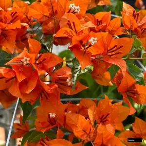 Luice Orange Bougainvillea
