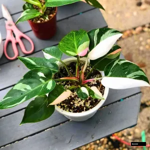 Philodendron White Princess Plant