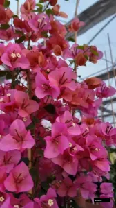 Vietnam Mix Bougainvillea