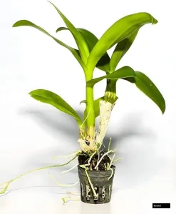 Ceasar Red Dendrobium