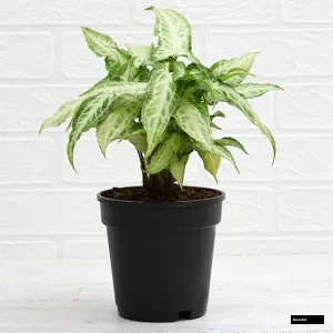 Syngonium Podophyllum