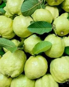 Thai Golden 8 Guava Plant