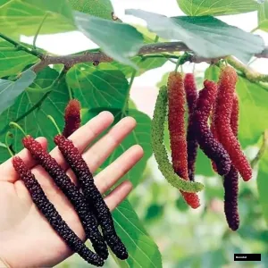 Brazilian Malberry Tree