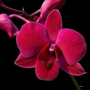Ceasar Red Dendrobium