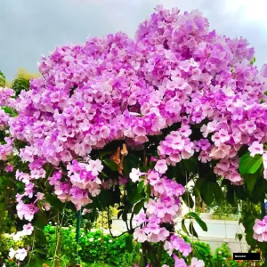 Garlic Vine-mansoa Alliacea-রসুনলতা