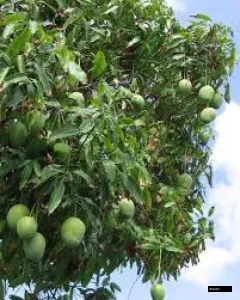 Arunima Mango Grafted Big