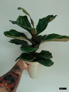 Fiddle Leaf Fig