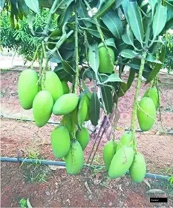 Harmoni Green Mango