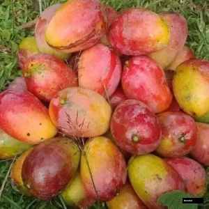 Austin Mango