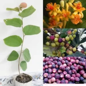 Falsa Indian Sherbet Berries