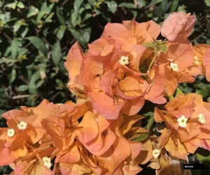 Lady Mary Bearing Bougainvillea