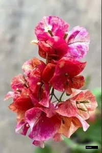 Murayama Bougainvillea