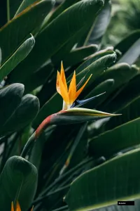 Bird Of Paradise - Colour Orange.