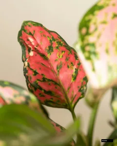 Aglaonema Pink Valentine Plant