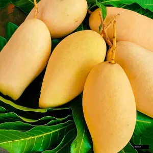 Naam Dokmai Mango Grated Tree