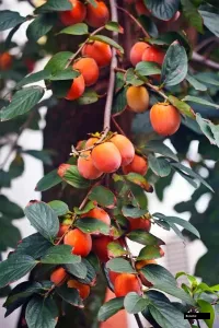Parsemon Fue Japans National Fruit Tree