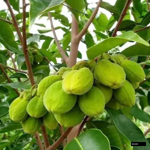 Agarwood Plant - Oudh
