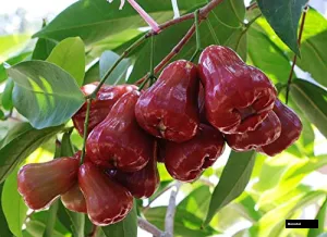 Bali Chamba Water Apple Plant Grafted Red Jamrul