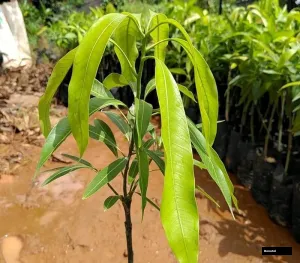 Pusa Lalima Mango