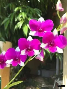 Two Tone #1401 (seedling)