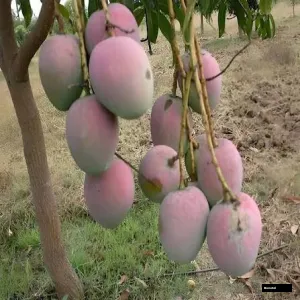 Pusa Arunima Mango